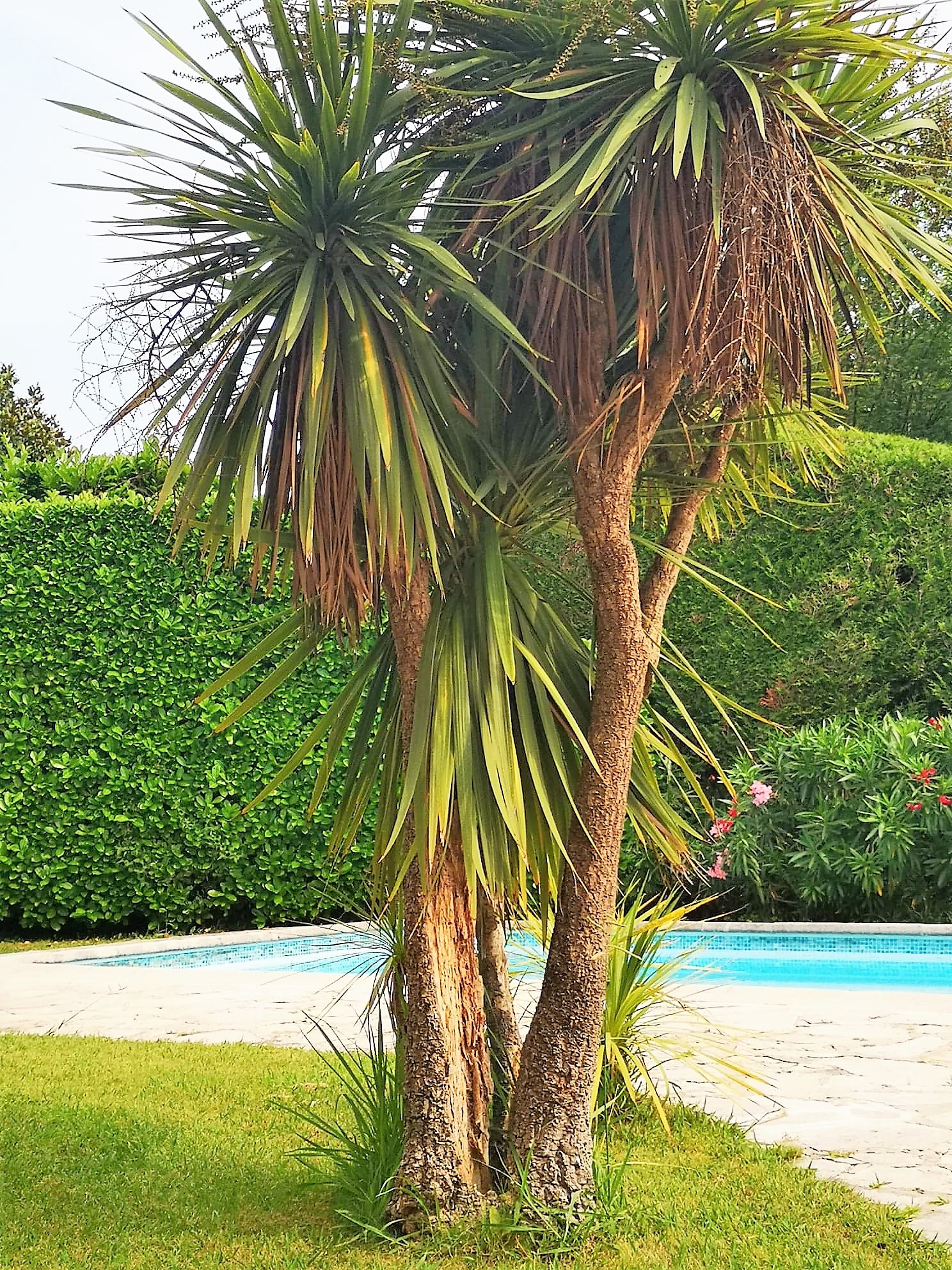 Swimming pool SINE TEMPORE VENCE