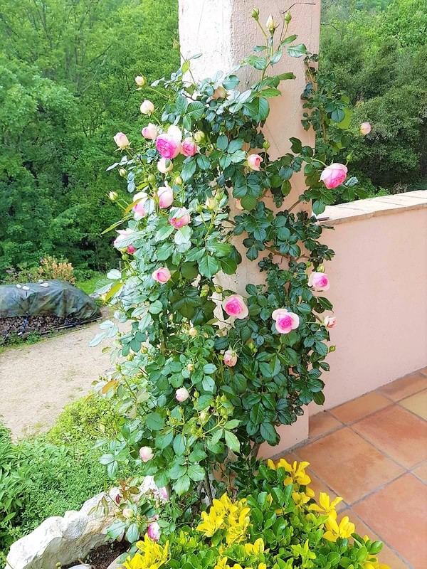 Jardin de la maison de vacances SINE TEMPORE VENCE