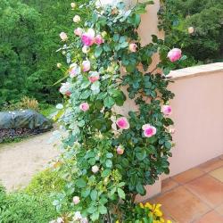 Garden SINE TEMPORE VENCE