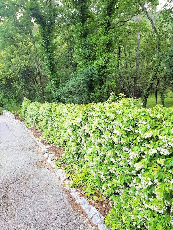 Jardin de la maison de vacances SINE TEMPORE VENCE