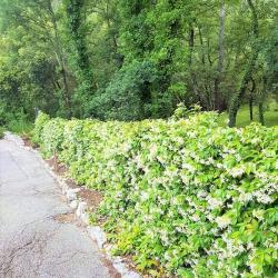 Garden SINE TEMPORE VENCE
