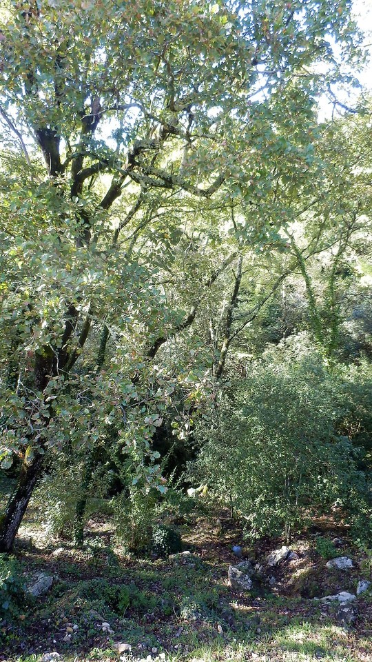 Tuin SINE TEMPORE VENCE