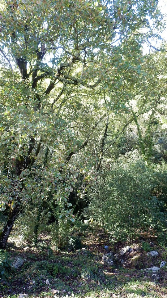 Jardin de la maison de vacances SINE TEMPORE VENCE