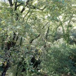 Garden SINE TEMPORE VENCE