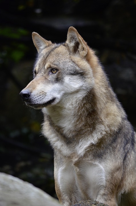 Alpha Parc animal park in Saint-Martin de Vésubie