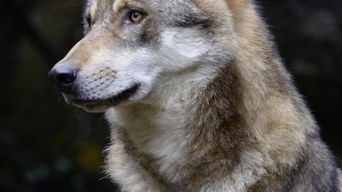 Alpha Parc animalier à Saint-Martin de Vésubie